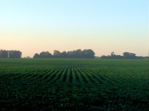 "En Argentina vamos al monocultivo"