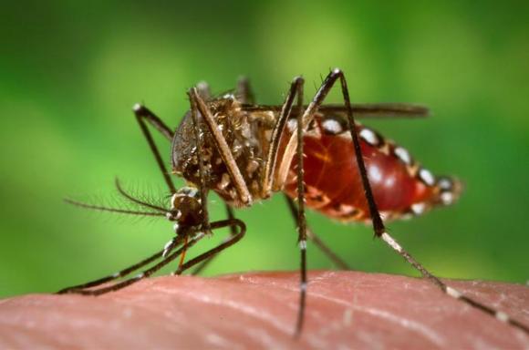 Así es el amenazante mosquito "Aedes Aegypti"