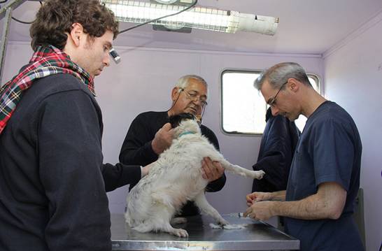 JULIO: Castración y vacunación gratuita de mascotas en San Isidro