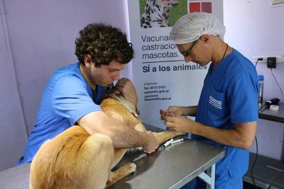 San Isidro: Castración y vacunación gratuita de mascotas en septiembre