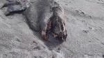 descubrimientos, video:, aparece, una, monstruosa, criatura, en, una, playa, de, nueva, zelanda