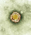 ciencia, y, tecnolog�a, nuevos, tratamientos, del, coronavirus, apuntan, en, evitar, sus, efectos, en, las, c�lulas, pulmonares