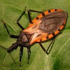 ciencia, y, tecnolog�a, investigadores, argentinos, trabajan, en, un, prototipo, de, vacuna, oral, contra, chagas