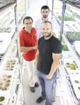 Investigadores Argentinos identifican un factor que organiza el crecimiento de las plantas