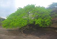 “La manzanilla de la muerte” es el árbol más peligroso del mundo, ¿sabes por qué?